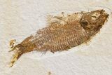 Detailed Fossil Fish (Knightia) - Wyoming #174704-1